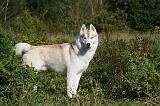 SIBERIAN HUSKY 860